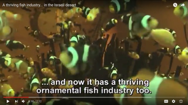 Clown fish. Image captured in a Youtube video promoting the Israeli fishkeeping industry.
